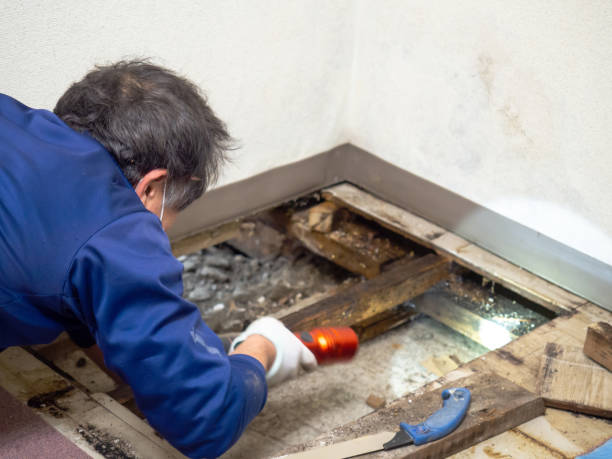 Best Best Mold Removal Companies  in Shepherdsville, KY