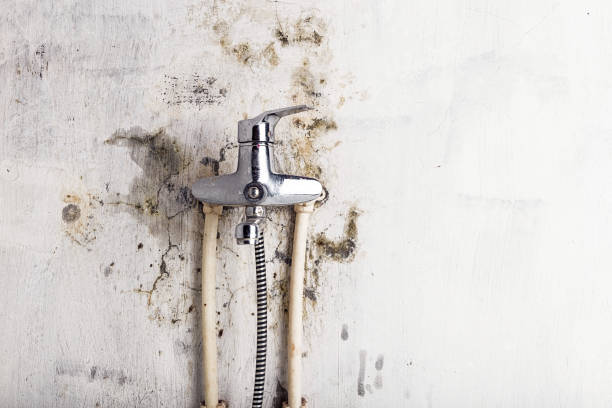 Best Mold Testing  in Shepherdsville, KY