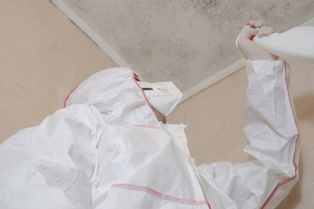 Best Black Mold Removal  in Shepherdsville, KY