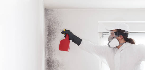 Best Same-Day Mold Removal  in Shepherdsville, KY