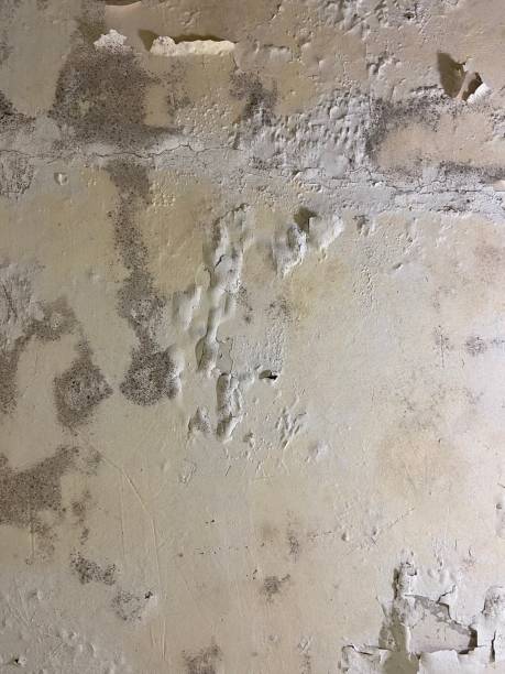 Best Mold Damage Repair  in Shepherdsville, KY