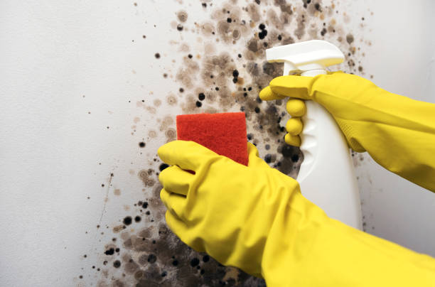 Best Local Mold Removal Service  in Shepherdsville, KY