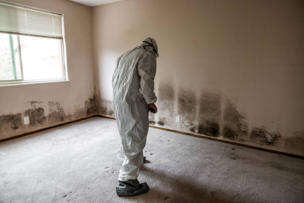 Best Residential Mold Removal  in Shepherdsville, KY