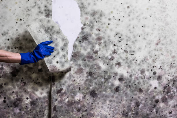 Best Affordable Mold Removal  in Shepherdsville, KY