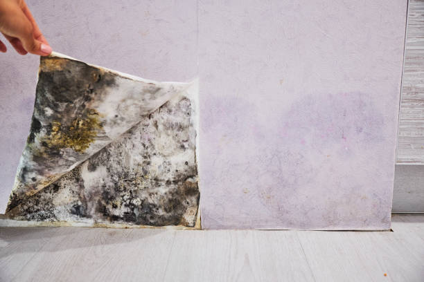 Best Home Mold Removal  in Shepherdsville, KY